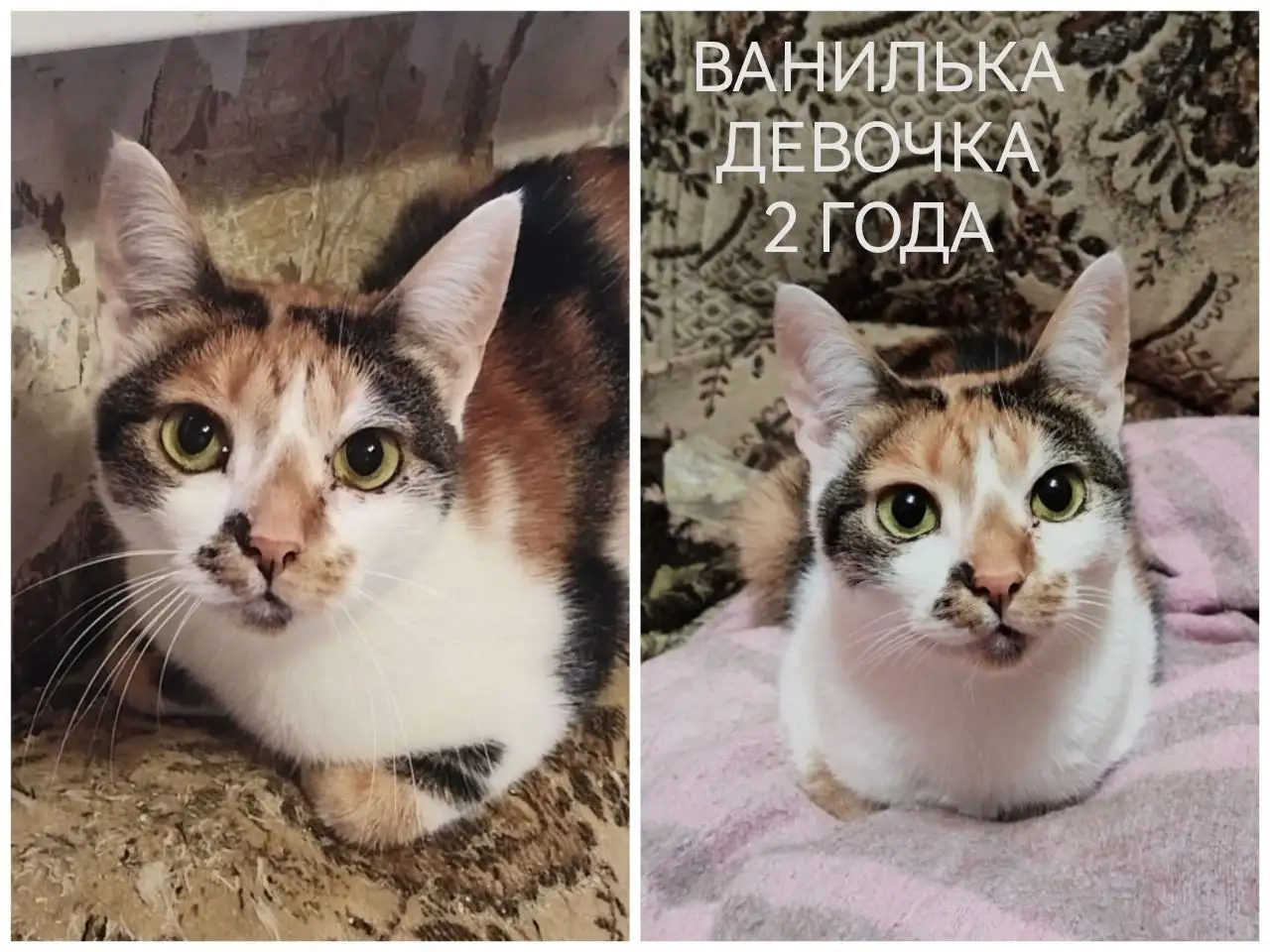 ПОЖАЛУЙСТА, НЕ ПРОХОДИТЕ МИМО!!!, фотография 9