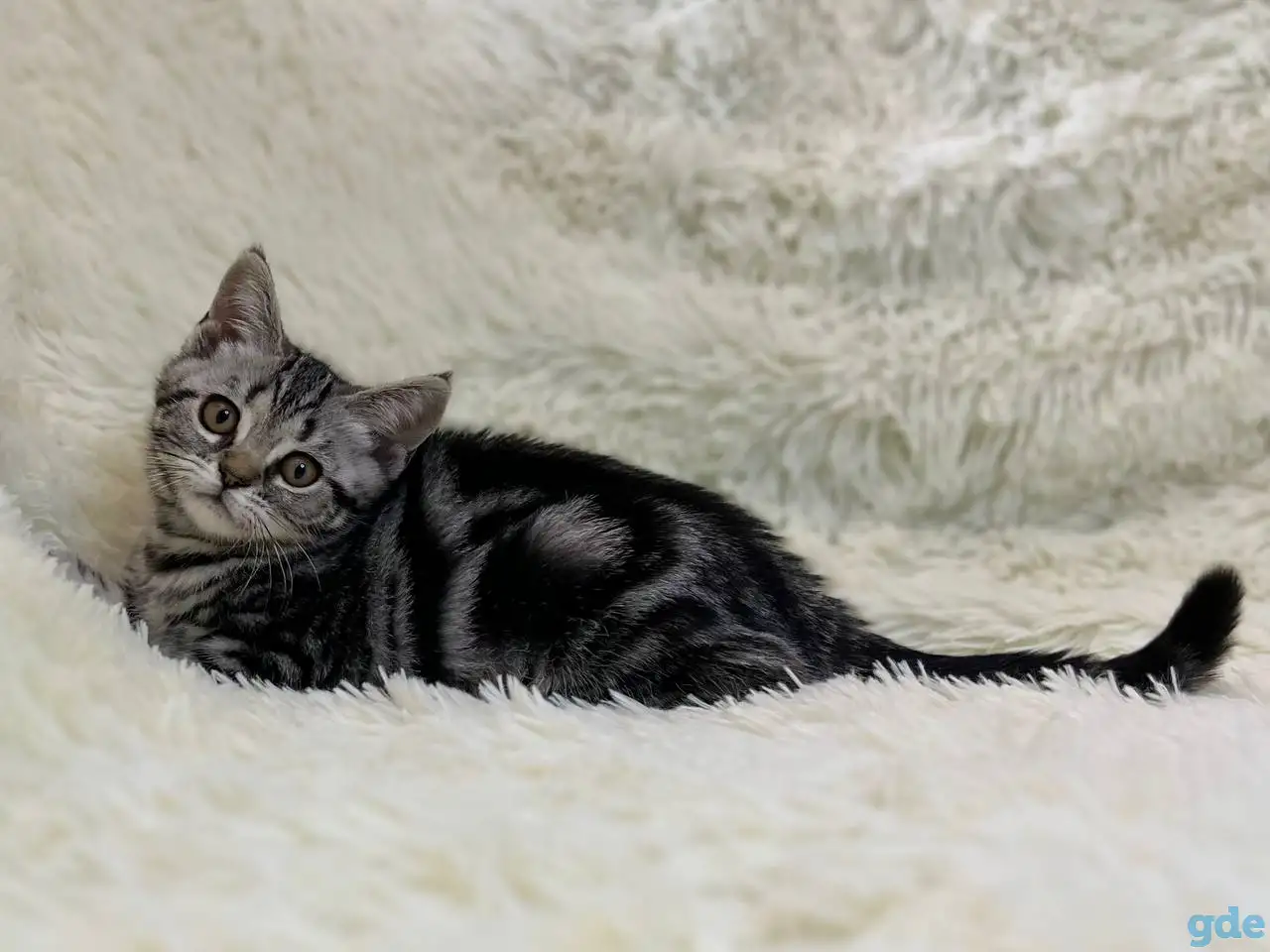 Скоттиш страйт, кошечка, котенок, окрас SFS 71 ns22, мрамор на серебре, фотография 2