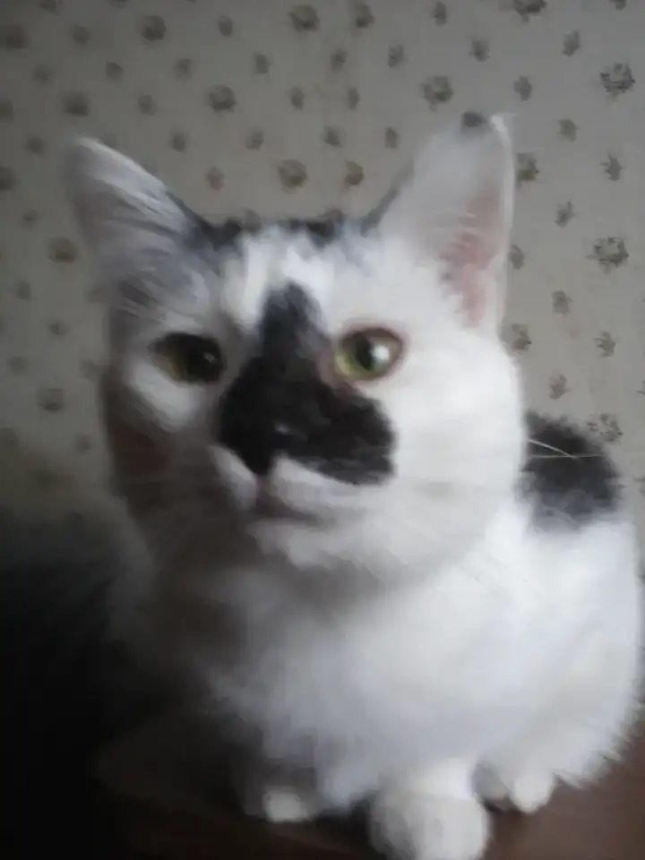 КОТЕНОК МАЛЬЧИК 2.5 МЕС., фотография 1