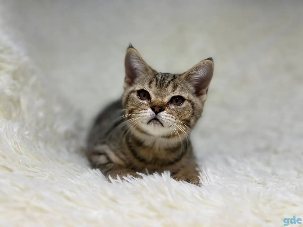 Шотландский прямоухий котик SFS 71 n24, straight, скоттиш страйт, фотография 4
