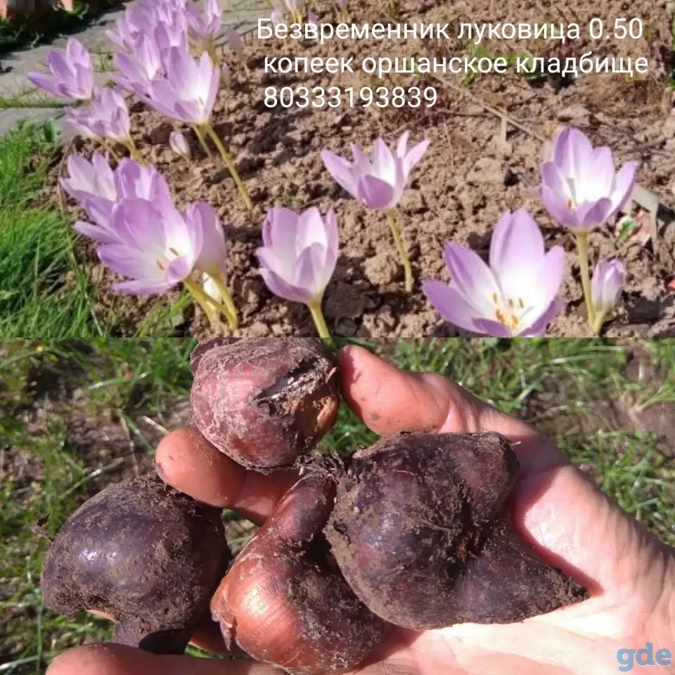 Безвременник, Хризантема, Георгины, Астры, Лилии, фотография 3