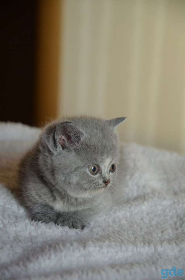 Британские котята, фотография 2