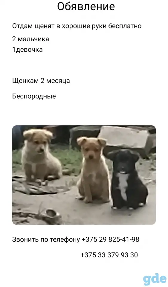 Шенки, фотография 1