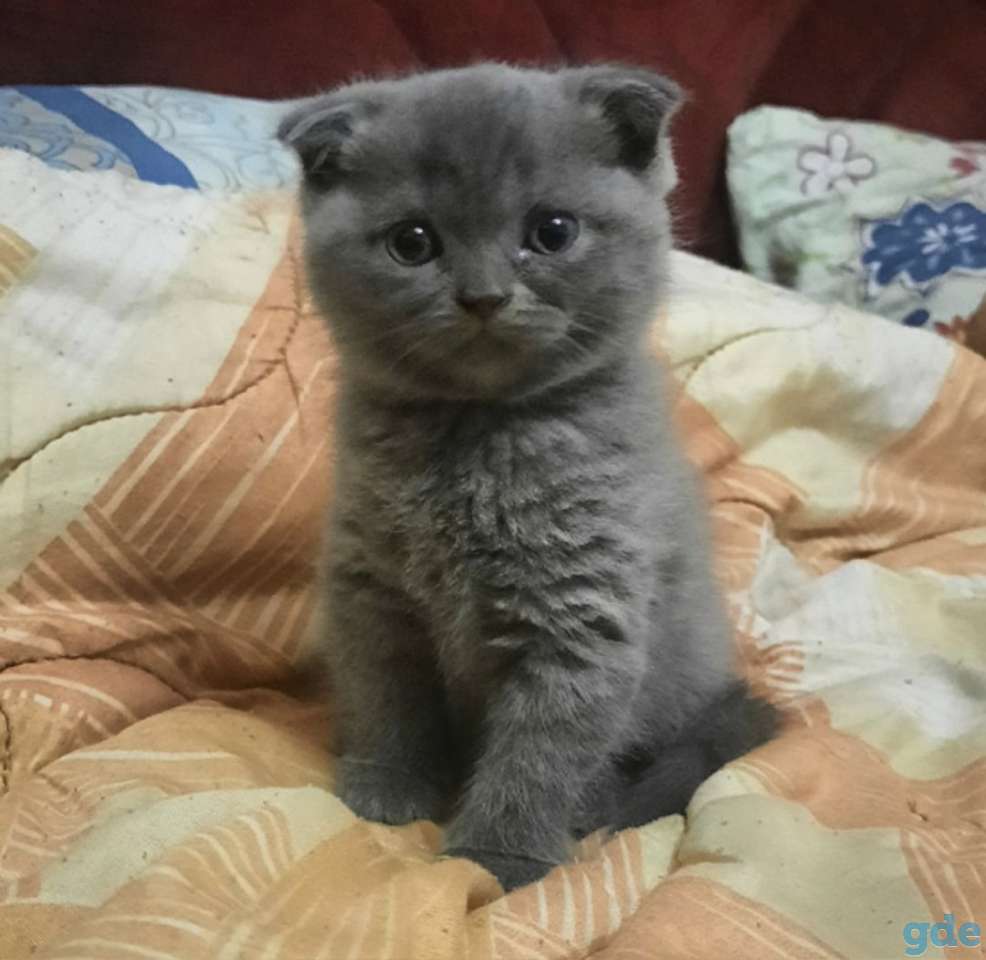 Британские котята, фотография 3