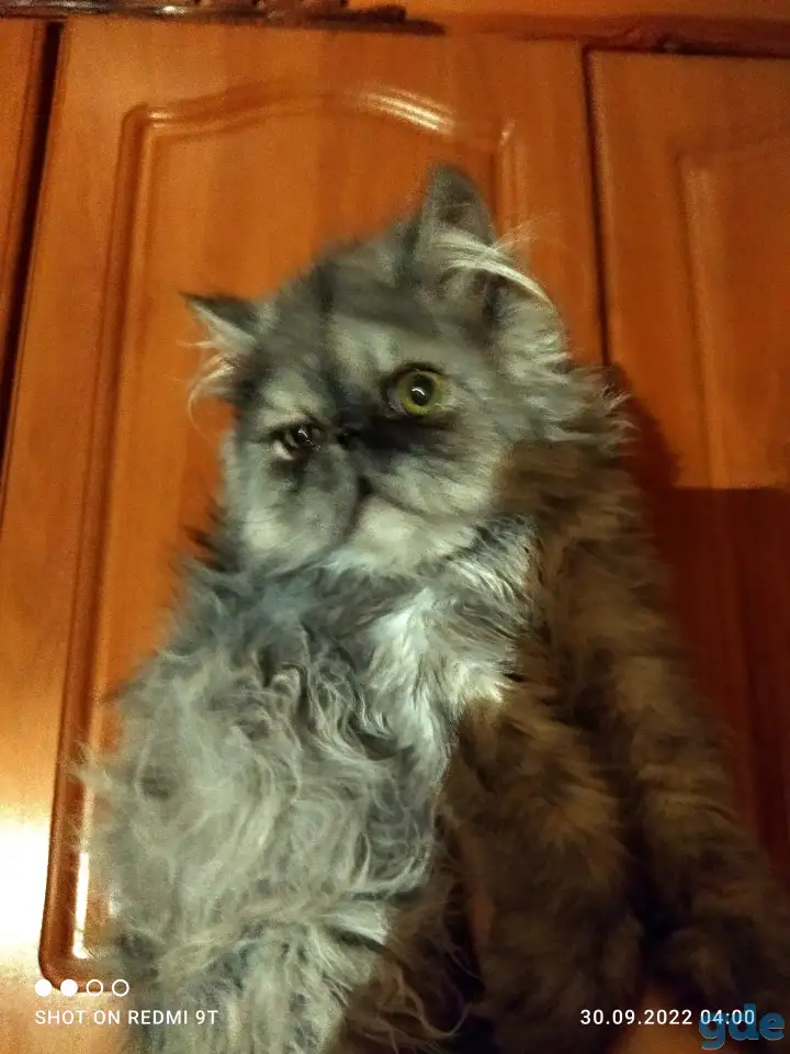 Персидский мальчик Зайчик. Персы. Котята., фотография 9