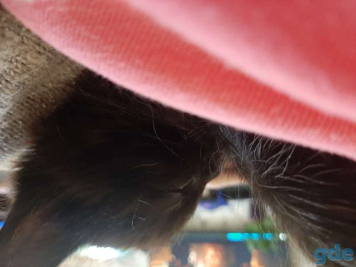 котенок, фотография 2