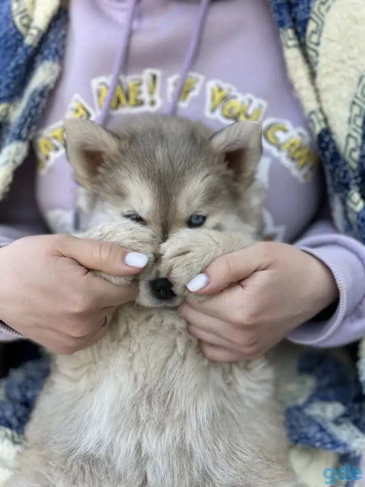 Сибирские хаски, фотография 2