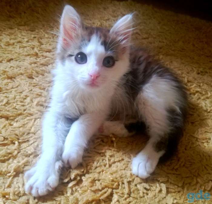 Хорошенькая кошечка в добрые руки, фотография 4