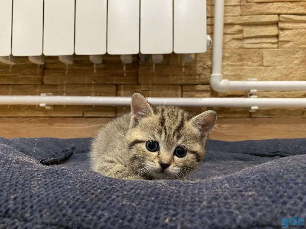 Котята, фотография 1