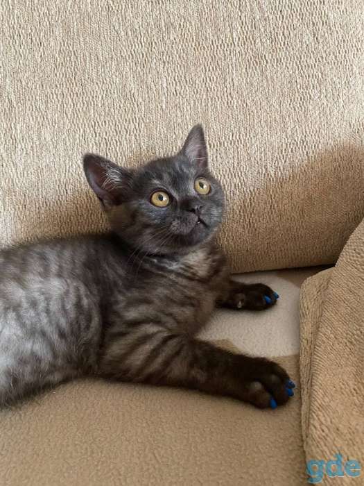Британский короткошерстый котенок, фотография 6