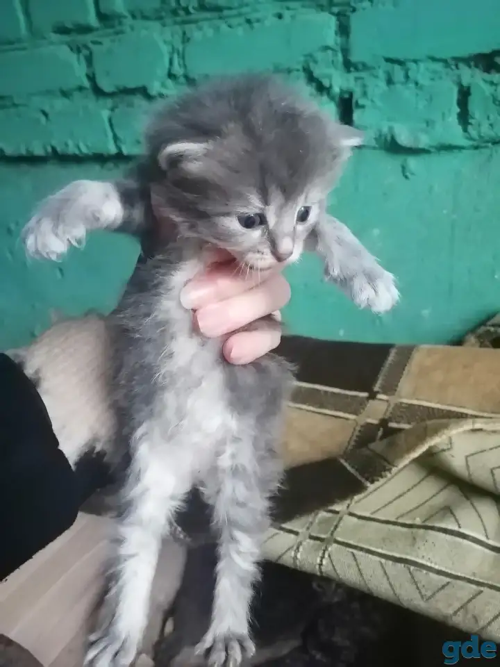 Котята ищут дом, фотография 2