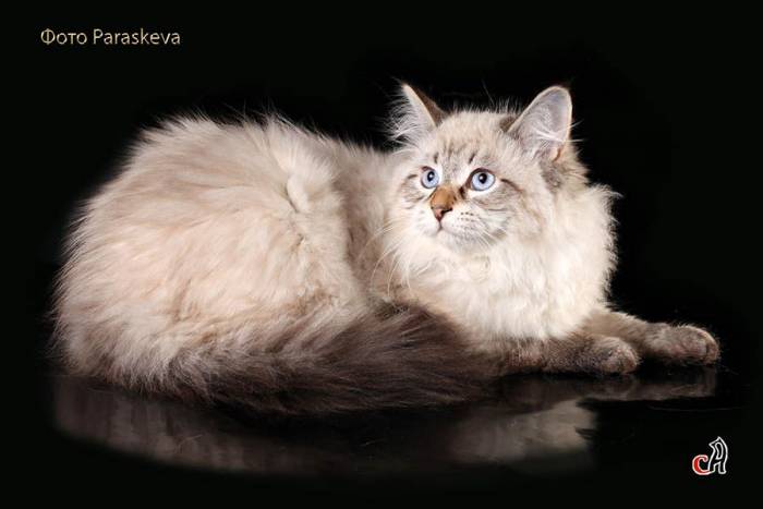 Замечательный подарок к Новому году – котенок !, фотография 1