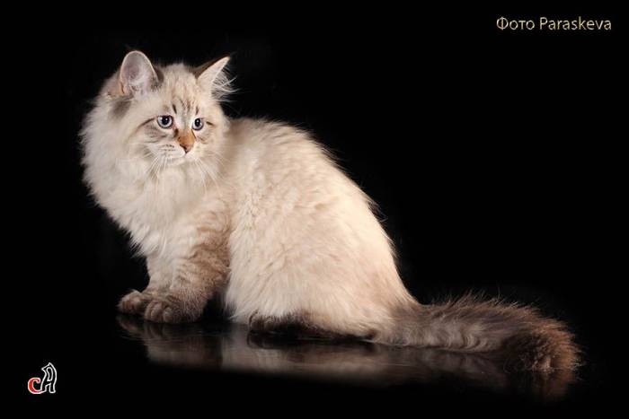 Замечательный подарок к Новому году – котенок !, фотография 2