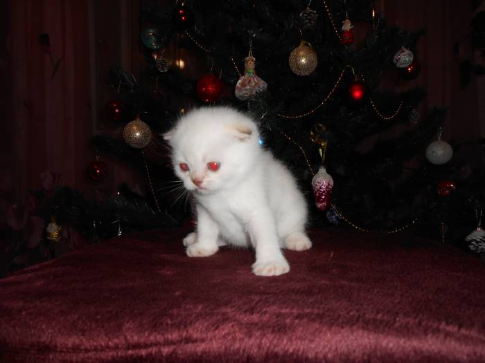 шотландские вислоухие котята, фотография 2