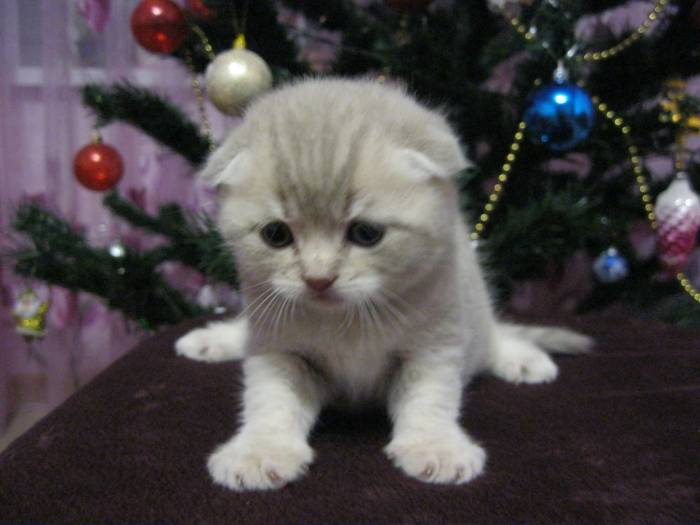 шотландские вислоухие котята, фотография 3