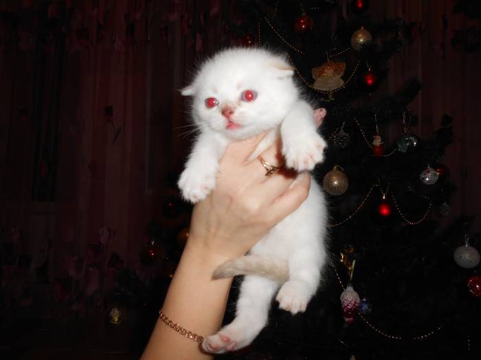 шотландские вислоухие котята, фотография 4