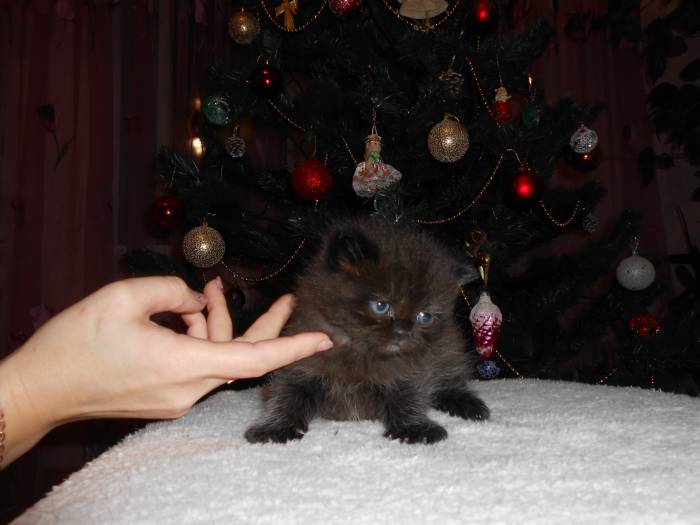 шотландские вислоухие котята, фотография 5