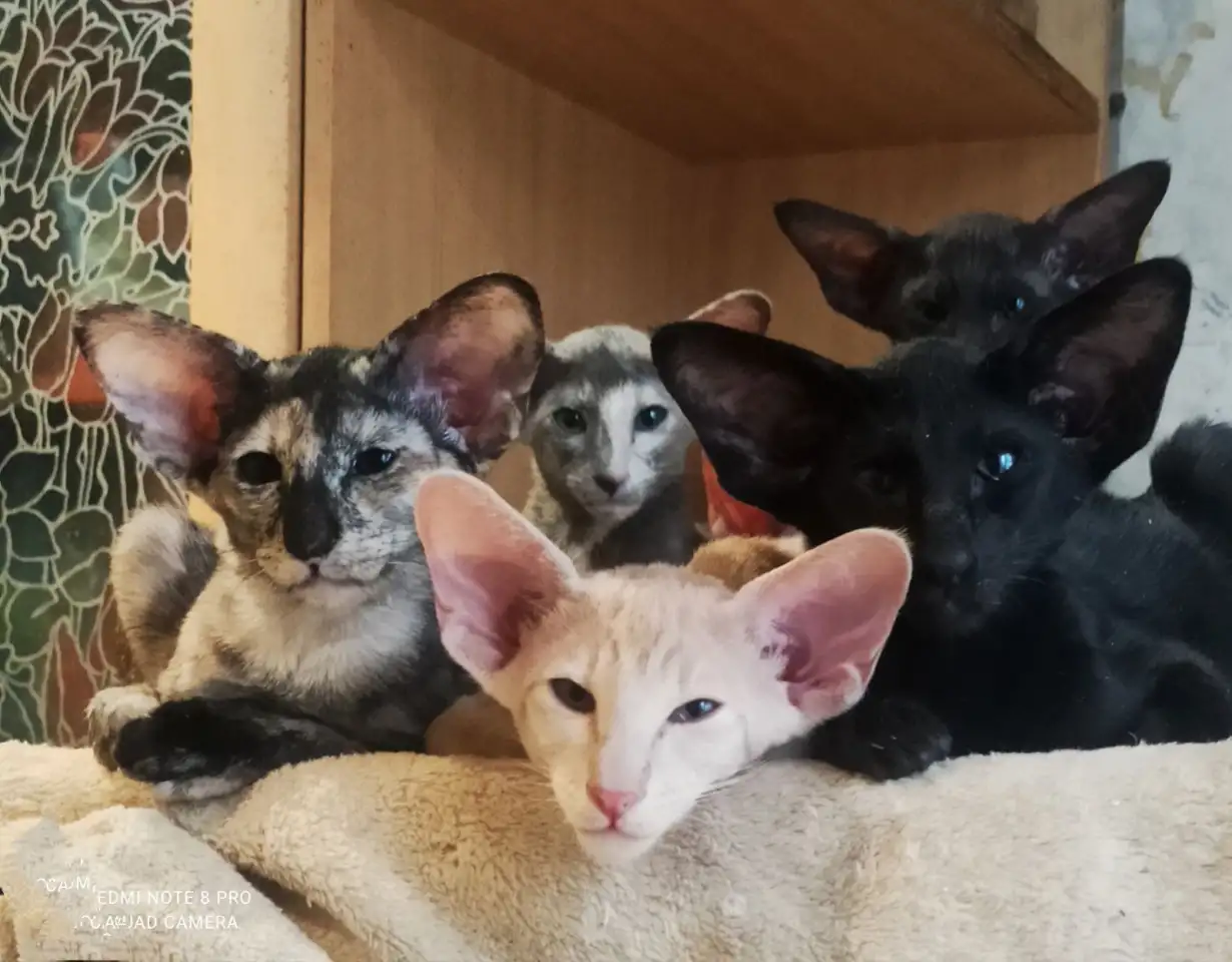 Ориентальные котята, фотография 2