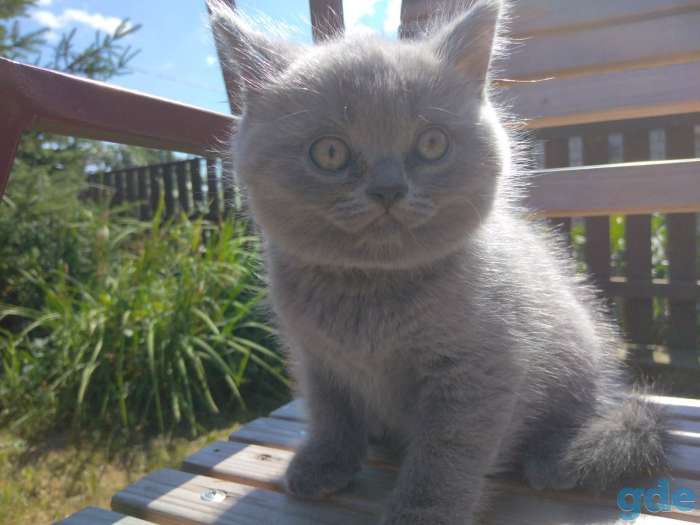 Шотландские котята, фотография 1