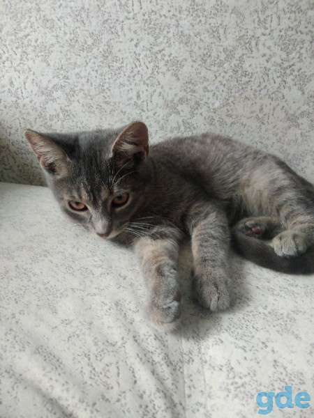 Котик ищет дом, фотография 3