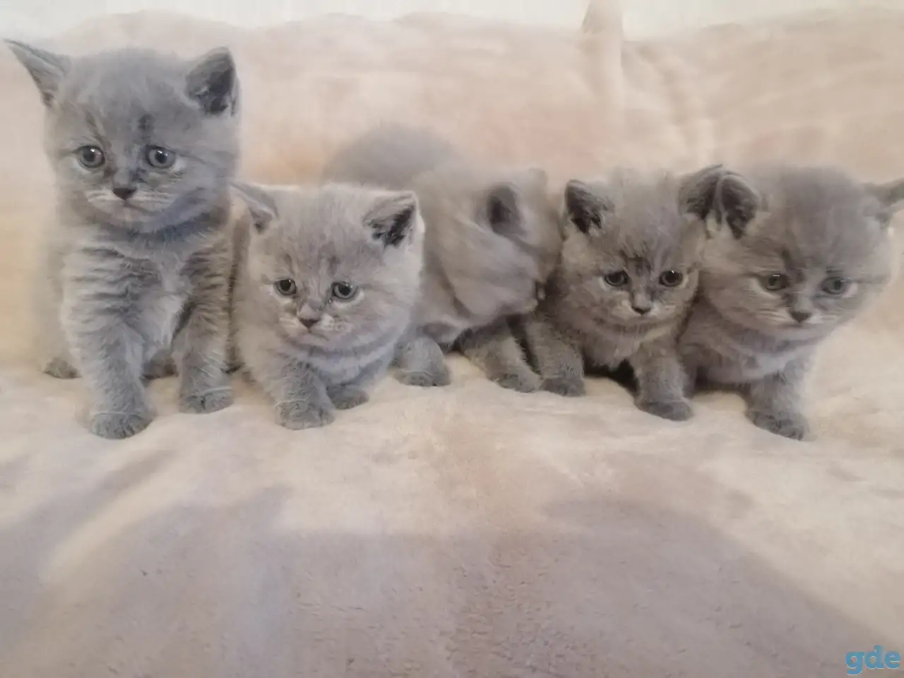 Котята Британские, фотография 4