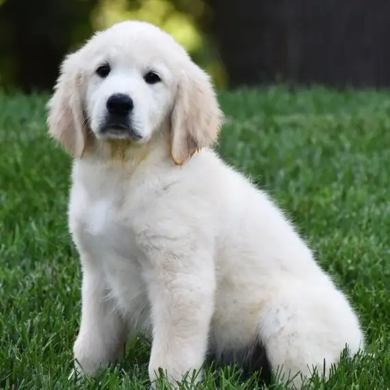 Puppies For Sale, фотография 2