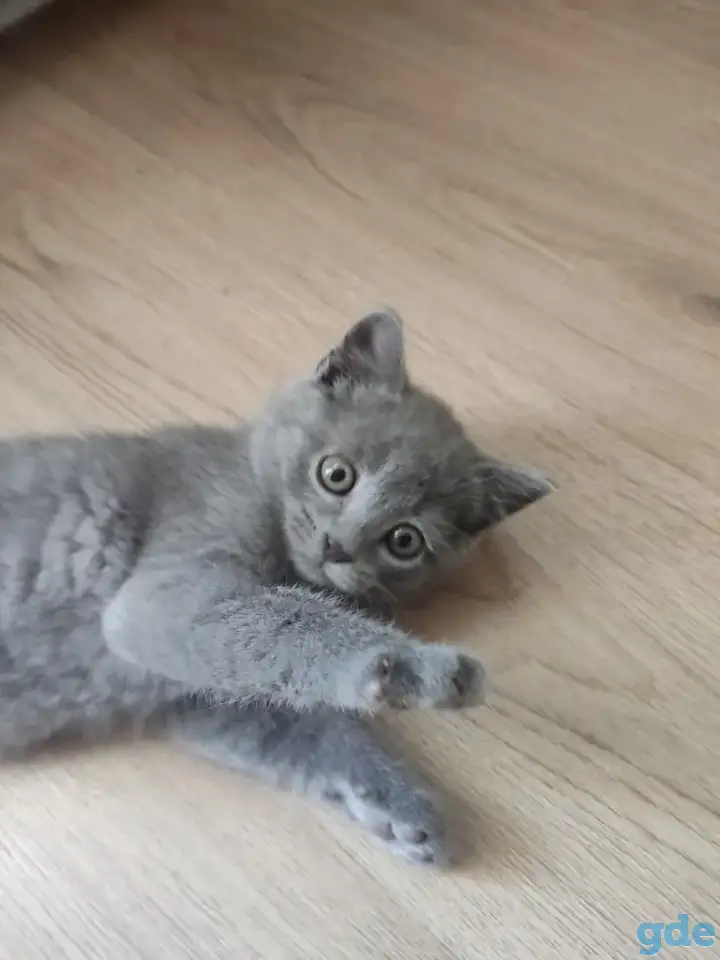 Британский котенок голубого окраса., фотография 1