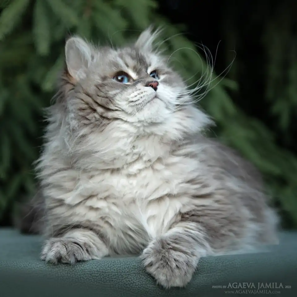 Сибирский кот, невский маскарадный кот ищет новую семью, фотография 4