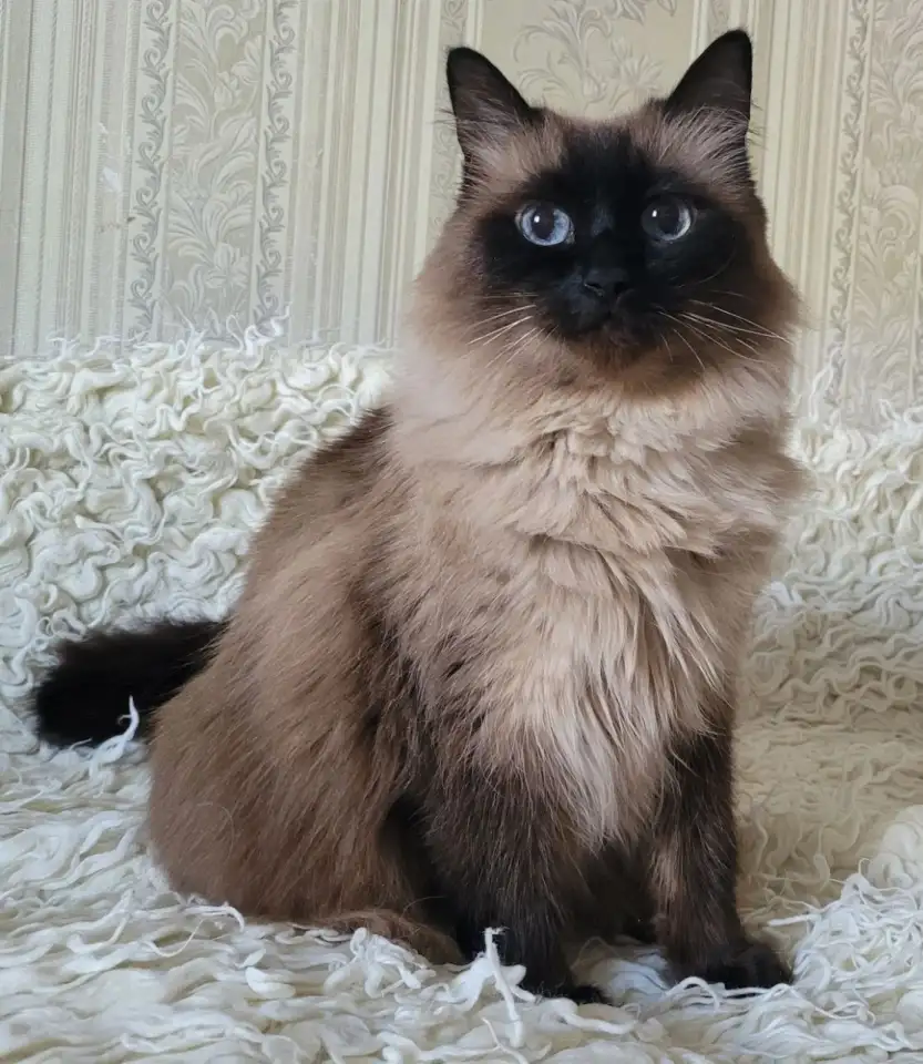 Кошка Ирма, кастрирована., фотография 10