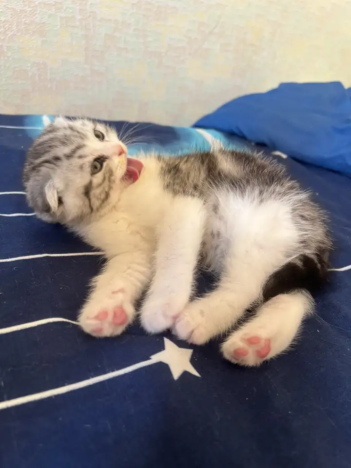 Шотландские котята, фотография 3
