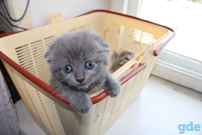 Шотландские котята, фотография 3