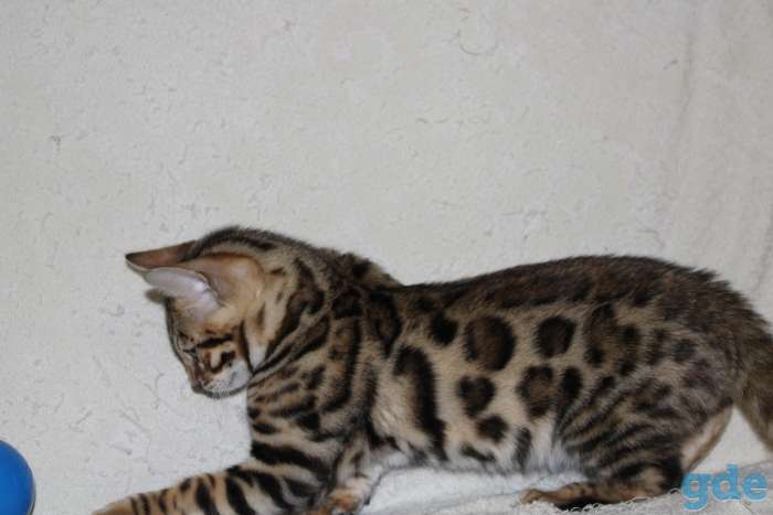 Бенгальские котята, фотография 3