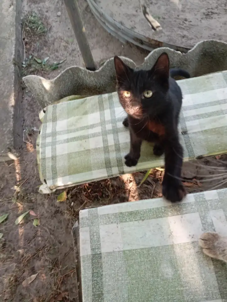 Котенок в дар, фотография 1