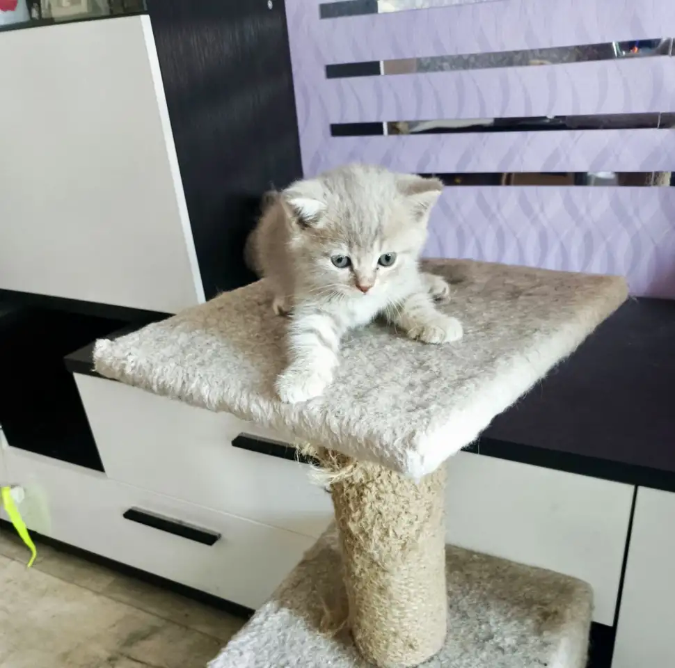 Котята Скоттиш-Страйт, фотография 8