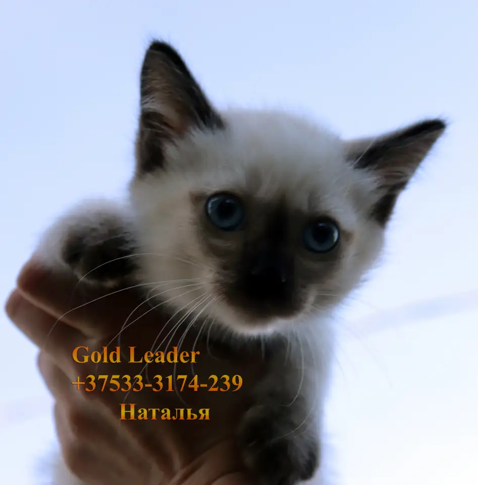 Котята Той-боб Редкая порода и бенгальские, фотография 3