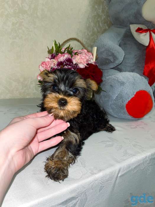 Продаю, фотография 6