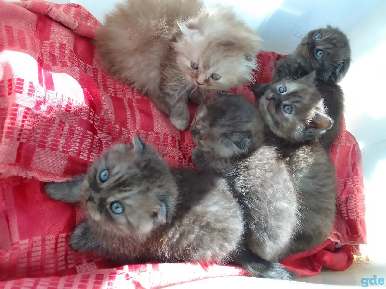 Шотландские котята, фотография 4