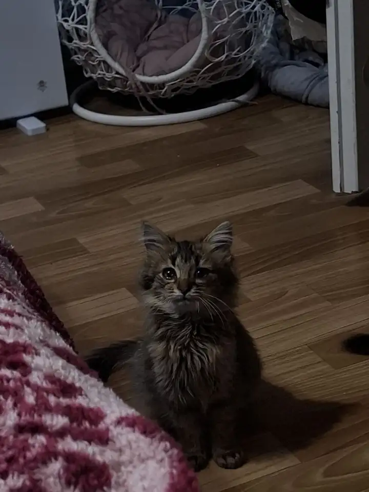 Котёнок в дар, фотография 1
