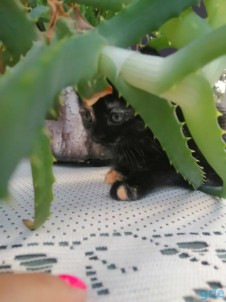 Котенок кошечка 1,5 мес Тигровый окрас, фотография 2