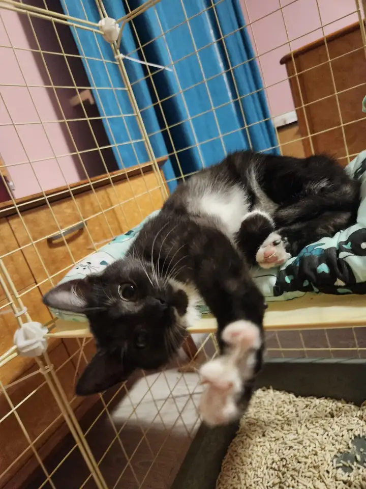 Котенок Зеленоглазая девочка, фотография 3