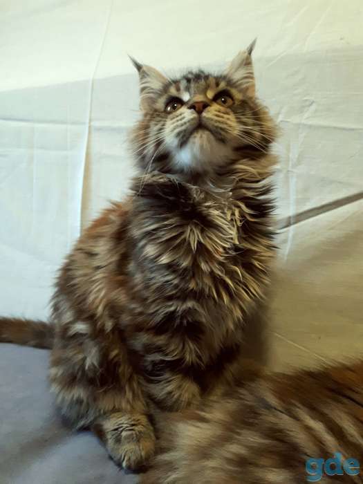 Котята Мейн Кун, фотография 3
