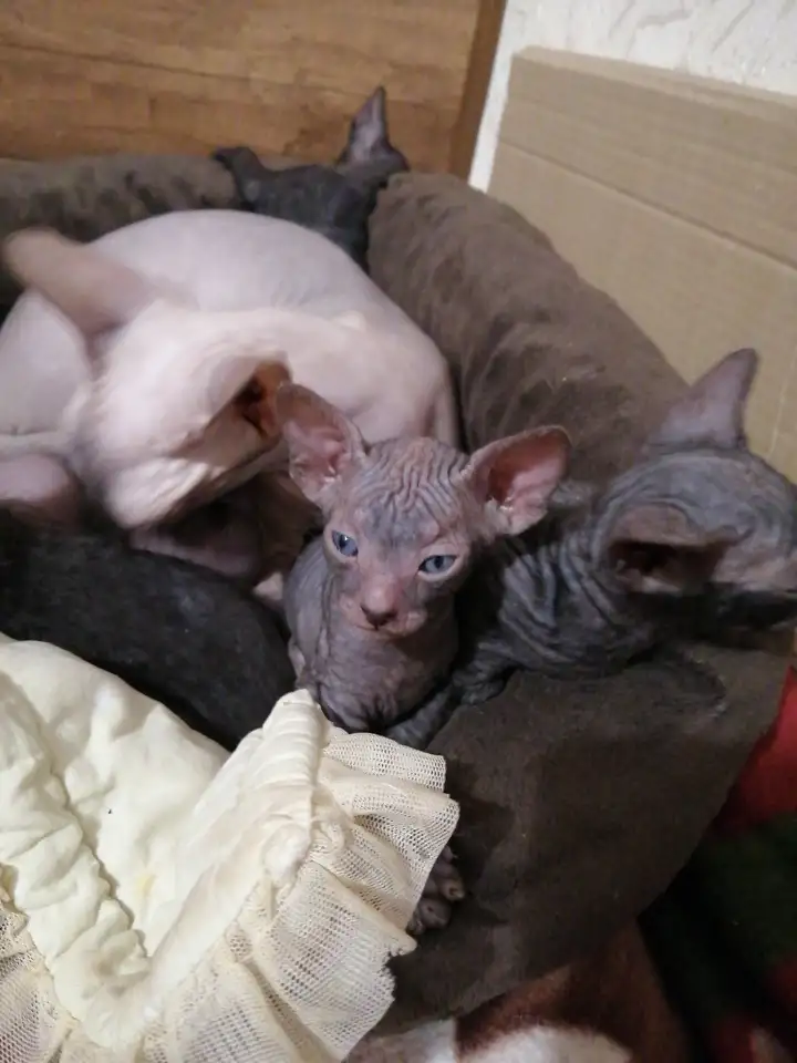 Котята Донского Сфинкса, фотография 1