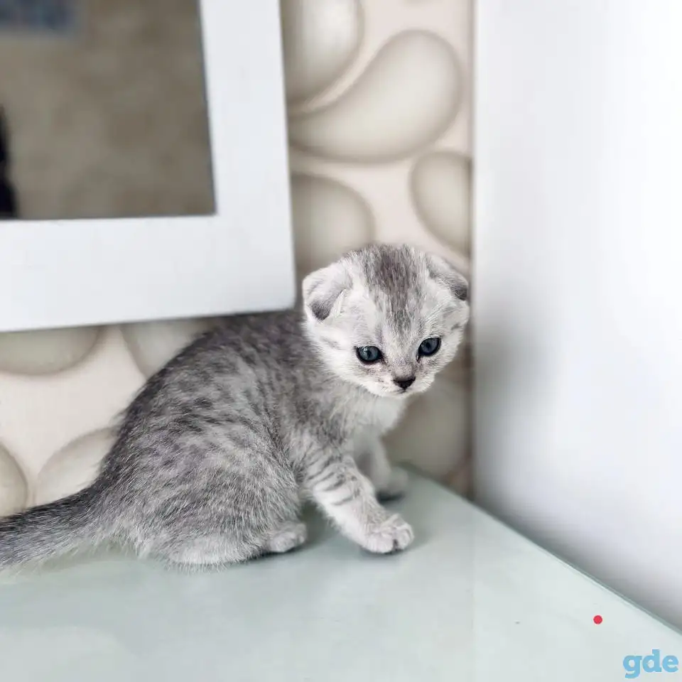 Шотландские котята, фотография 3