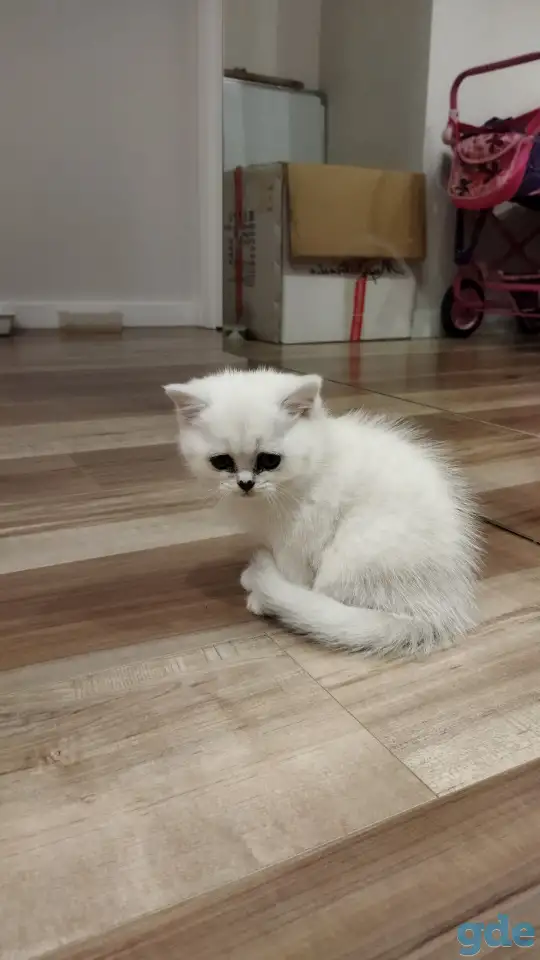 Котёнок девочка британская короткошерстная, фотография 2