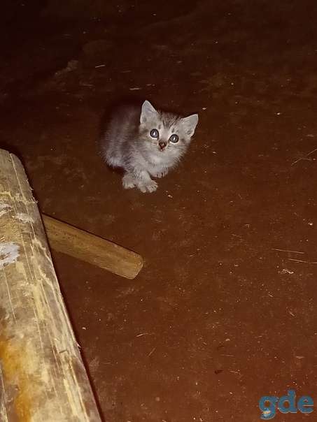 Котенок ищет дом или передержку срочно, фотография 2