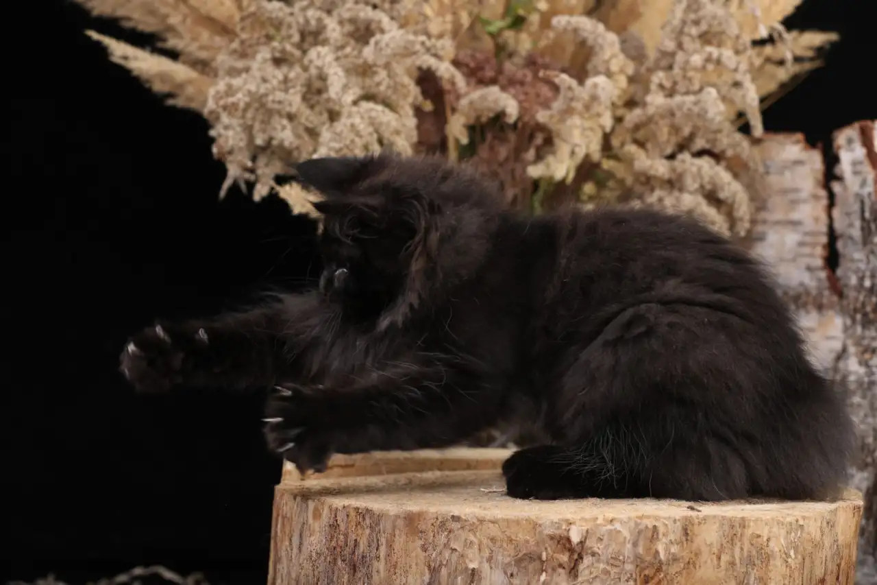 Котята курильского бобтейла, фотография 3