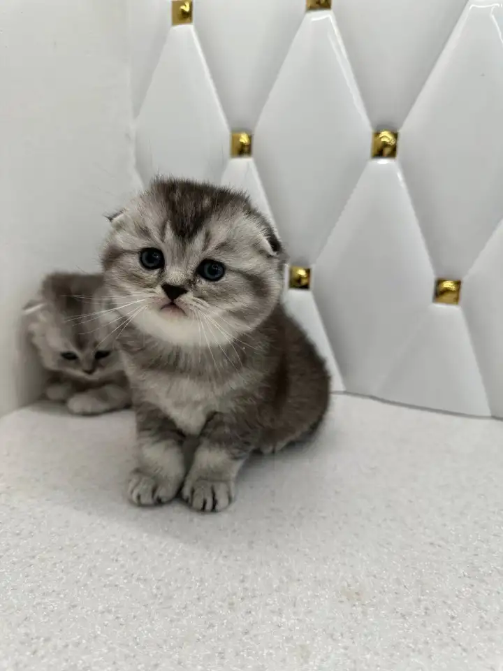 Шотландские котята, фотография 3