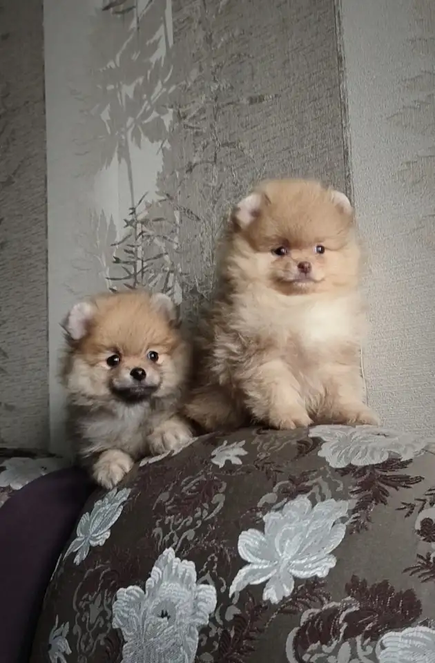 Померанский шпиц, щенки. Мини мишки, фотография 3