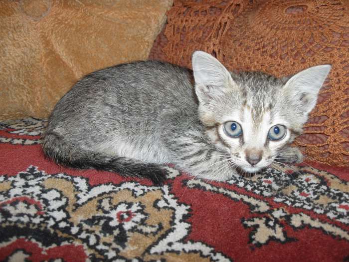 Котята в добрые руки., фотография 3
