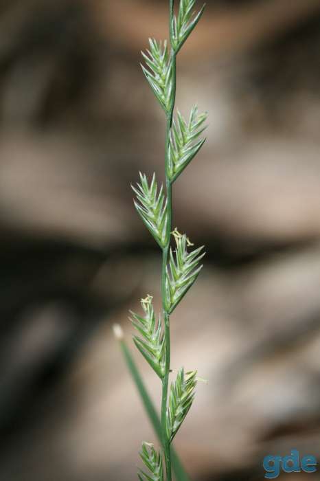 Райграс пастбищный (Lolium perenne), фотография 2